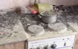 Pigeons Take Over Man's Apartment in Vorkuta for Three Years