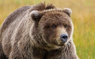 Медведь напал на тренера во время циркового представления в городе Сердобск, Россия