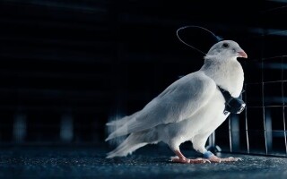 Russia Develops 'Spy Pigeons' with Implants