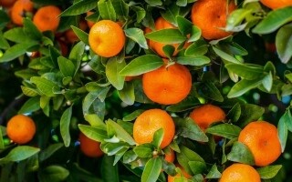 The Benefits of Mandarins and How to Choose Them