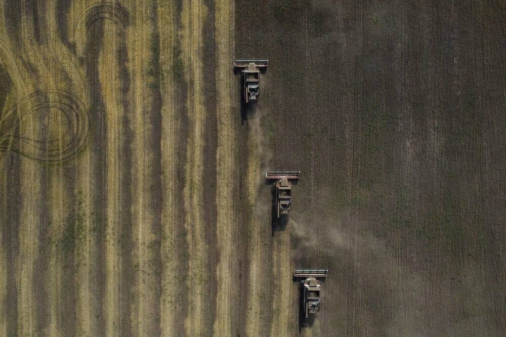 Цены на экспорт пшеницы из России стабилизируются