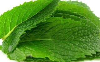 Польза и риски употребления мяты