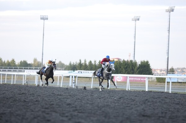 Татарстан принимает соревнования Кубка президента государства по арабским лошадям