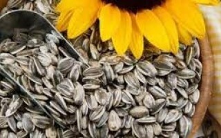 Полезные свойства подсолнечных семечек для здоровья кожи