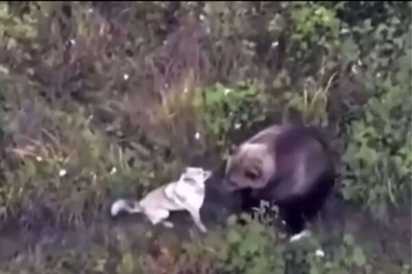 Семья нашла потерянную собаку, играющую с медведями в российском лесу