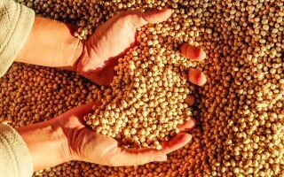 Ученые создали новый сорт сои с высоким содержанием белка в России