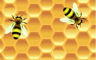 Преимущества и риски пчелиного яда в медицине