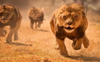 Трагический инцидент в Тайганском сафари-парке