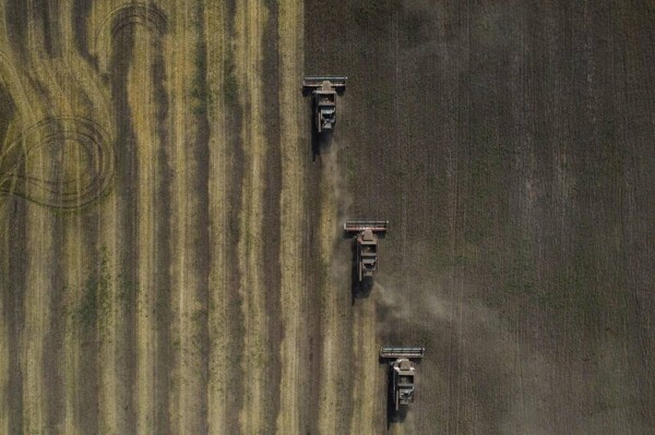Цены на экспорт пшеницы из России стабилизируются